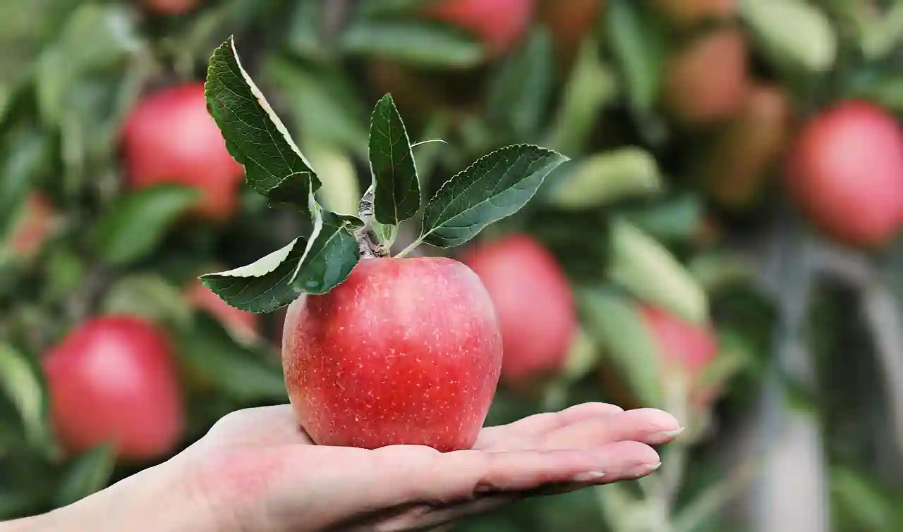 Fruit Trees That Grow in Nebraska for Home Orchards