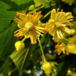 Where Do Linden Trees Grow