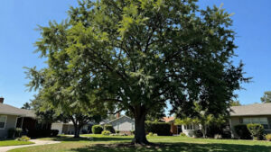 Cons of Planting a Bonita Ash Tree