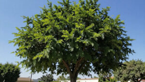 Pros of Planting a Bonita Ash Tree