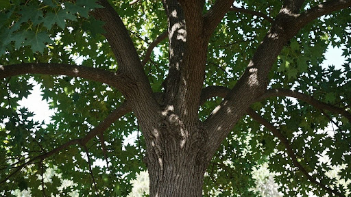 What Does an Elm Tree Look Like? Identification Guide